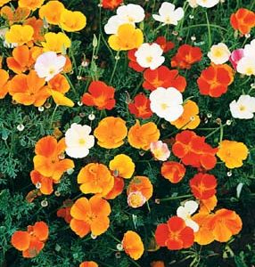 California Poppy, mixed colors