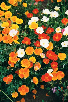California Poppy, mixed colors