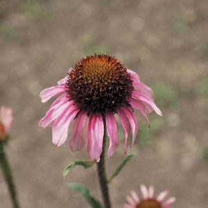 Narrow-leaved Purple Coneflower