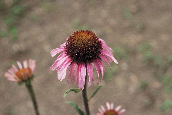 Narrow-leaved Purple Coneflower