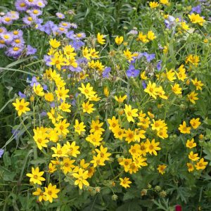 Engelmann Daisy