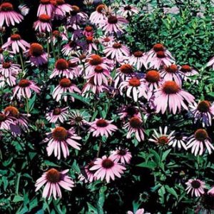 Pale-Purple Coneflower
