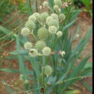 Rattlesnake Master