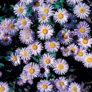 Fleabane Daisy