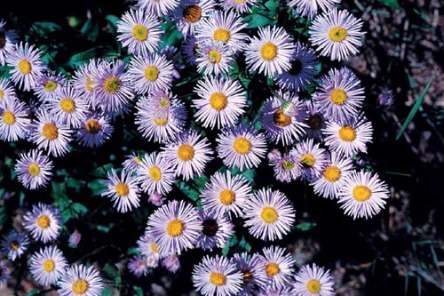 Fleabane Daisy