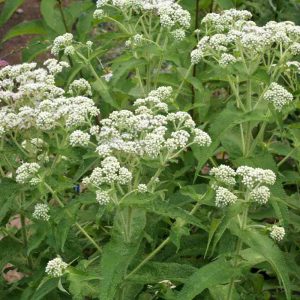 Boneset