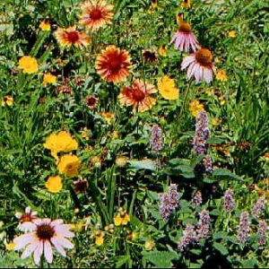 Eastern Xeriscape Mix