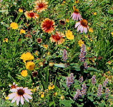 Eastern Xeriscape Mix