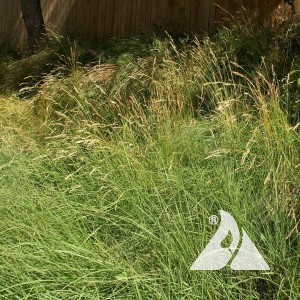 Sheep Fescue