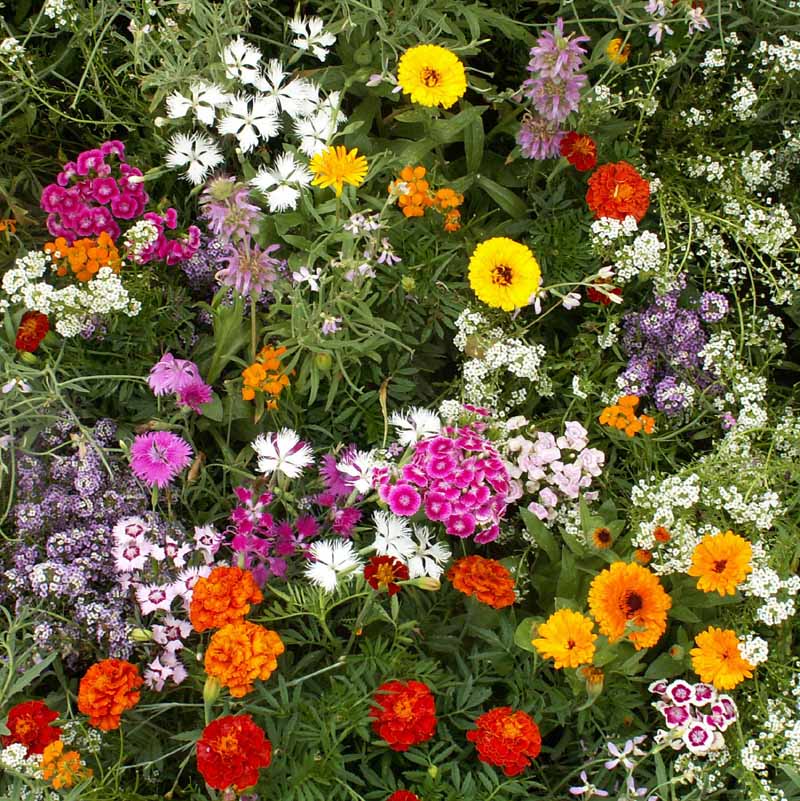Fragrant Mix