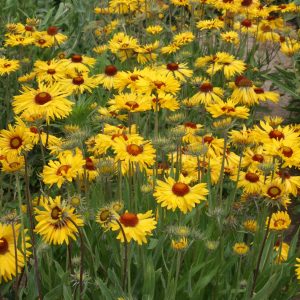 Yellow Gaillardia