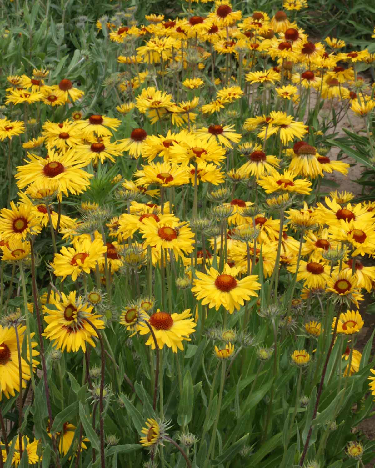 Yellow Gaillardia