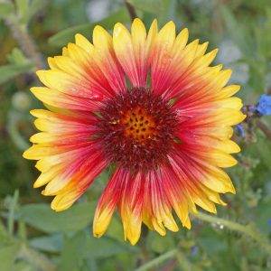 Perennial Gaillardia