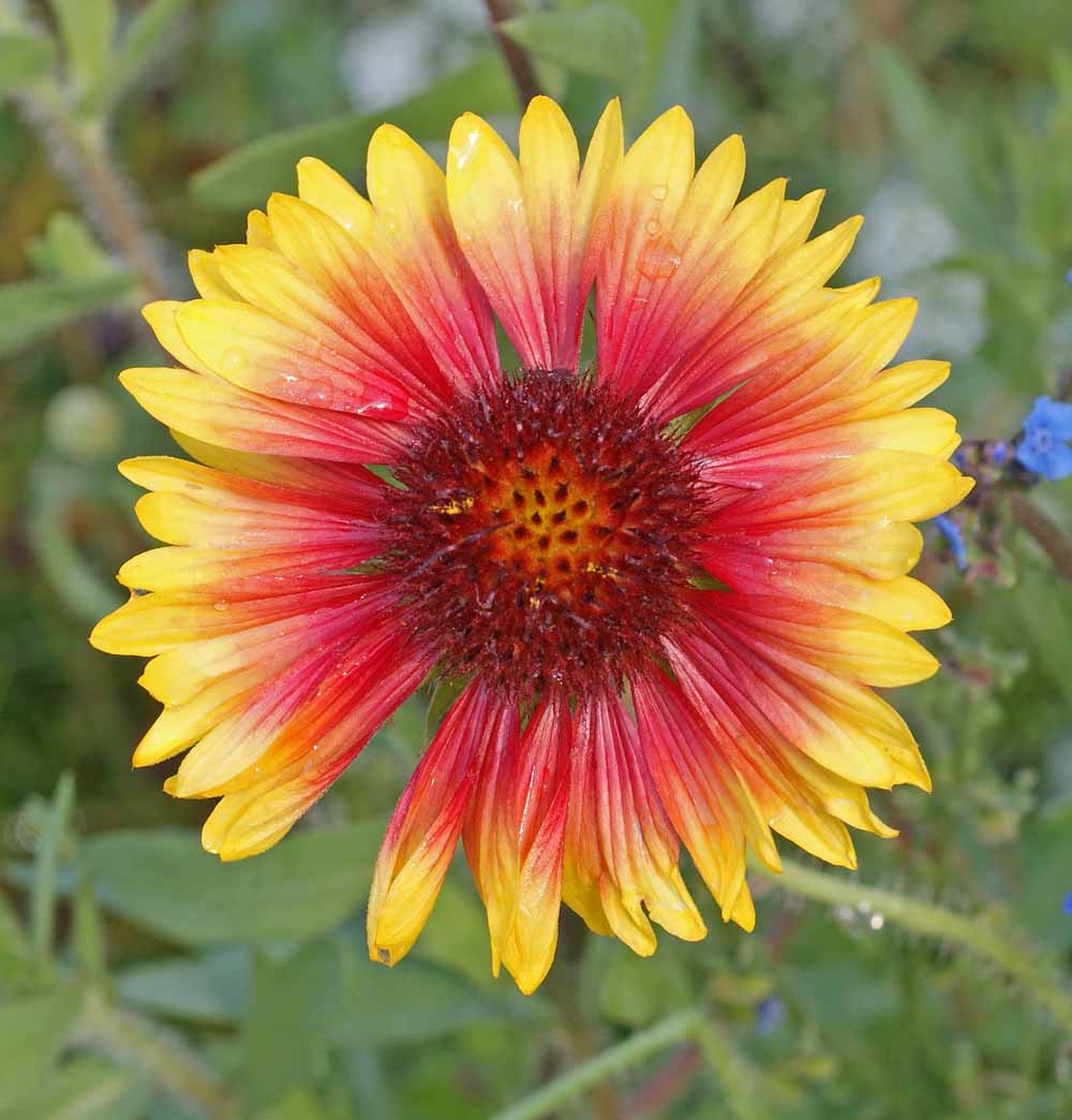 Perennial Gaillardia