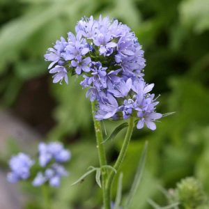 Globe Gilia