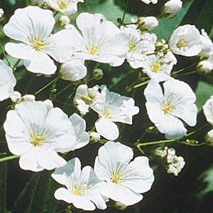 Annual Baby's Breath