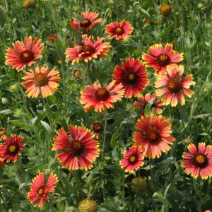 Annual Gaillardia