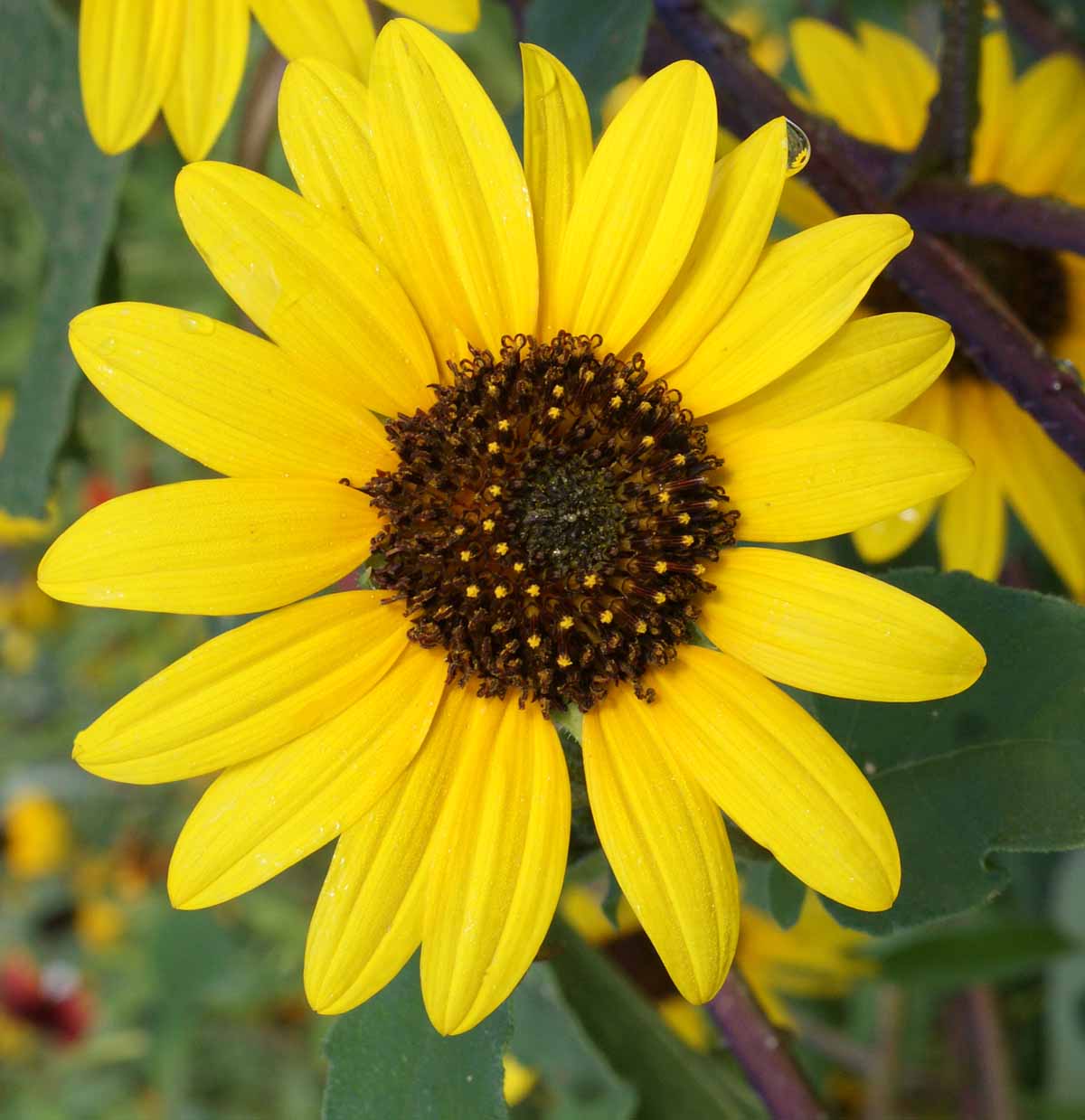 Sunflower