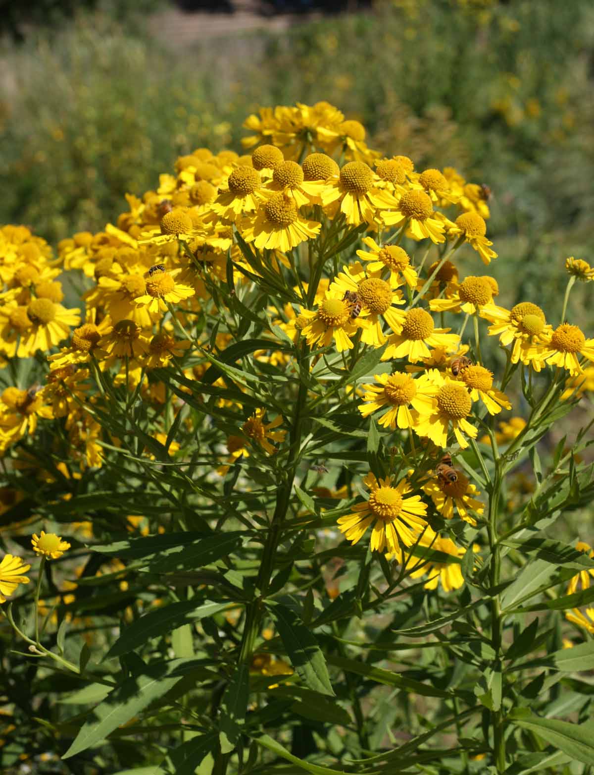 Autum Sneezeweed