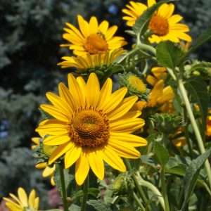 Ox-eye Sunflower