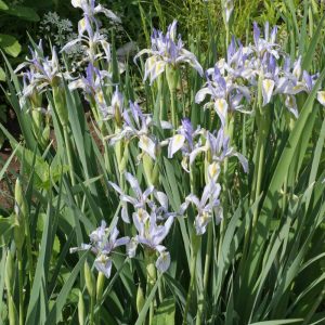 Wild Blue Iris