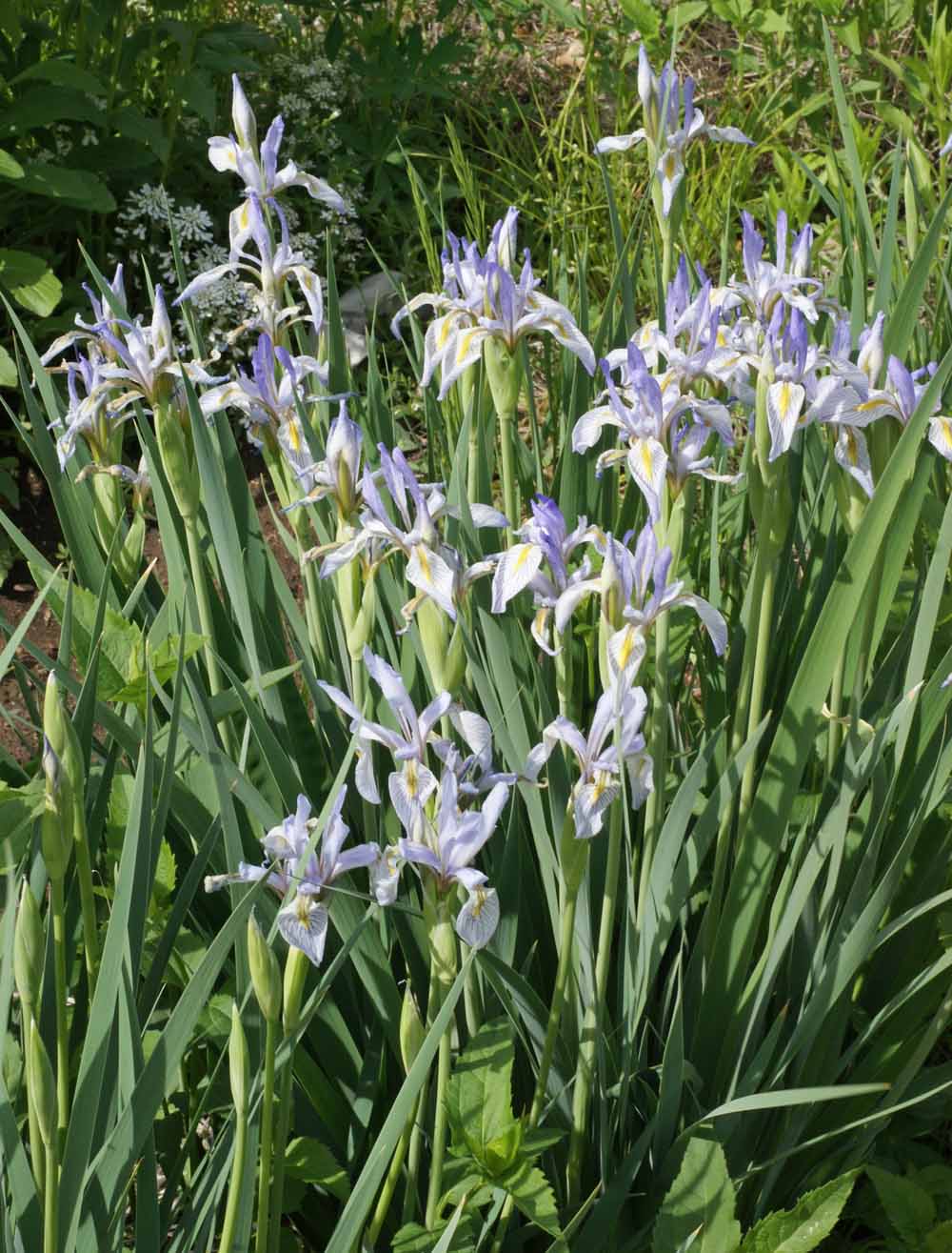 Wild Blue Iris