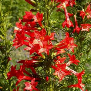Gilia