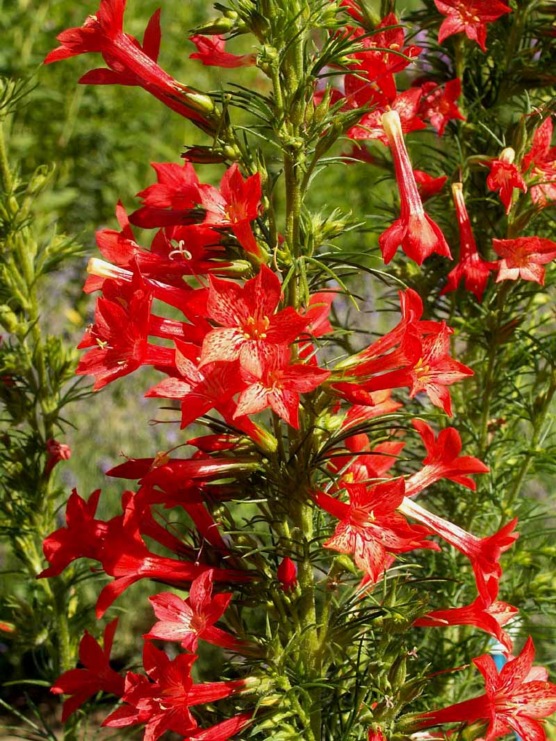 Gilia