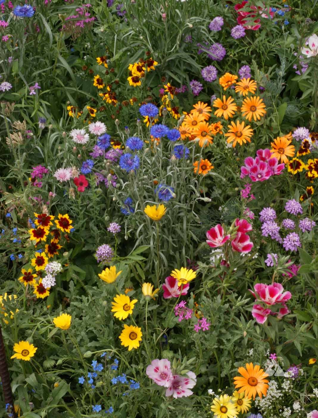 Knee-high Mix