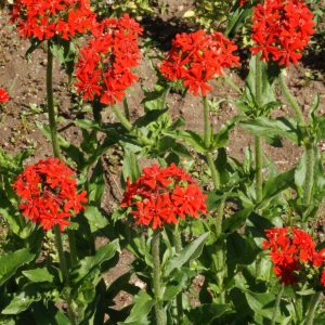 Maltese Cross