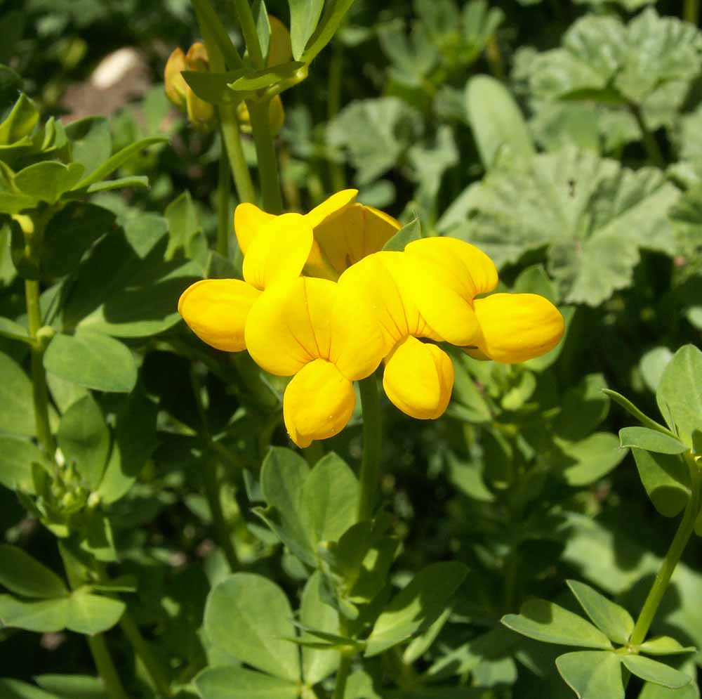 Birds-foot Trefoil