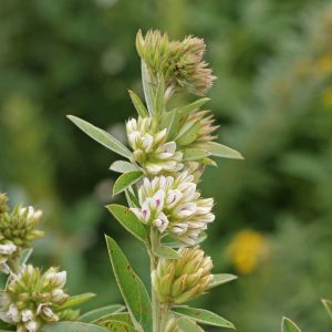 Roundheaded Bush Clover