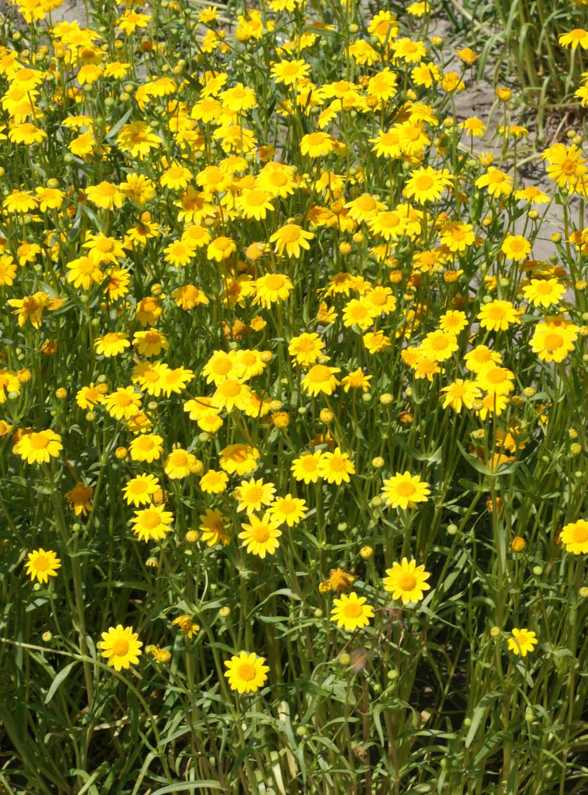 Goldfields