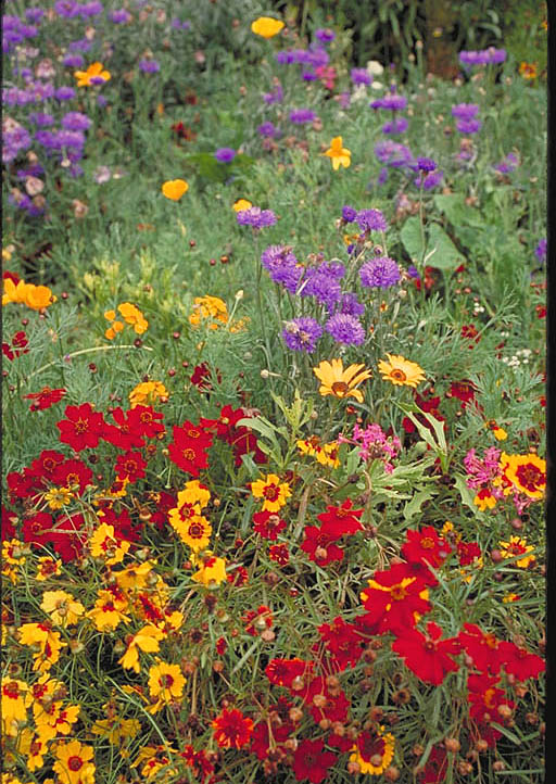 Low-growing Mix