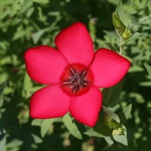 Scarlet Flax