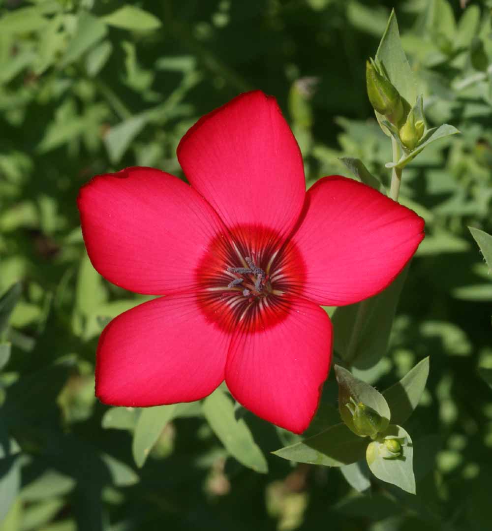 Scarlet Flax