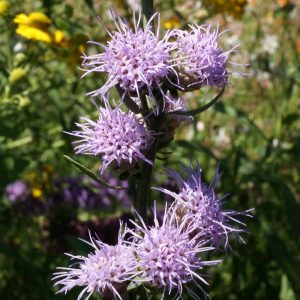 Rough Blazing Star