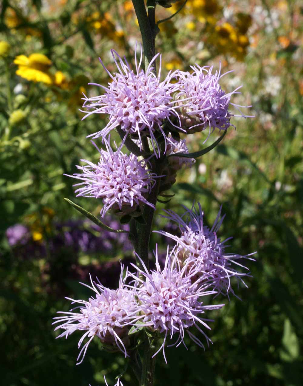 Rough Blazing Star