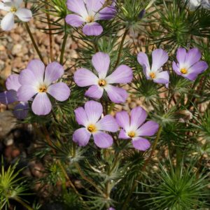 Mountain Phlox