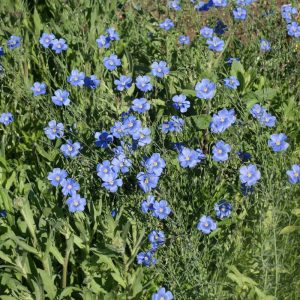 Blue Flax