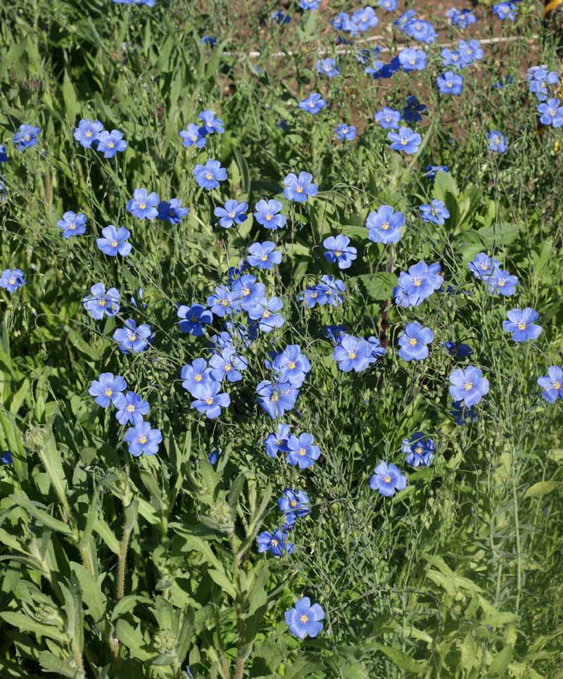 Blue Flax