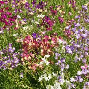 Spured Snapdragon