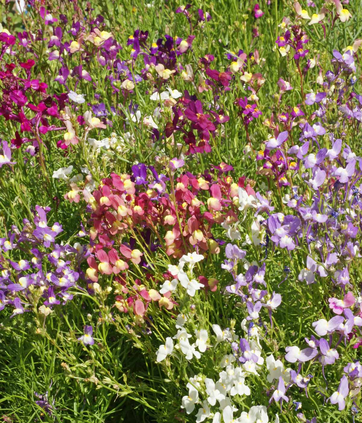 Spured Snapdragon