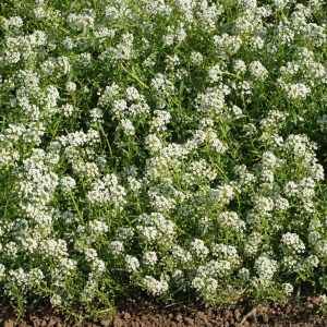 Sweet Alyssum