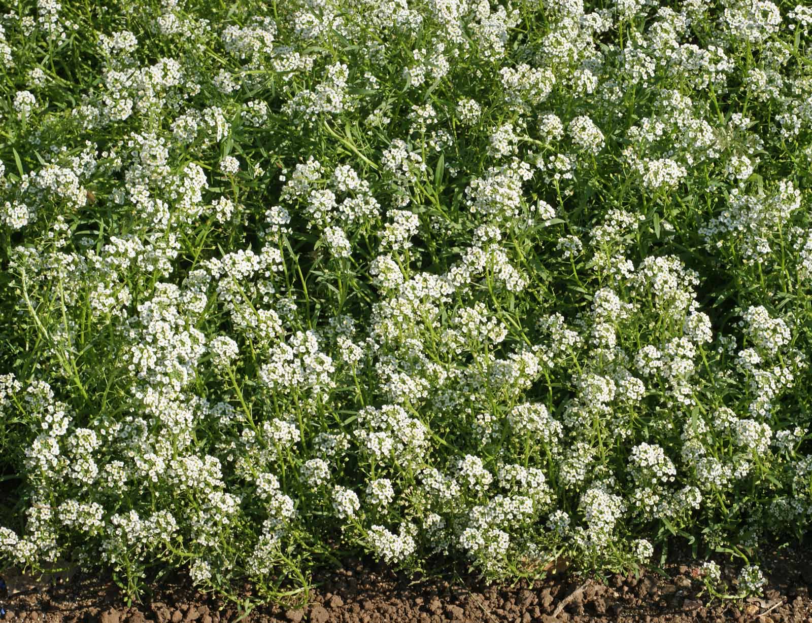 Sweet Alyssum