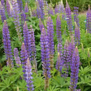 Perennial Lupine
