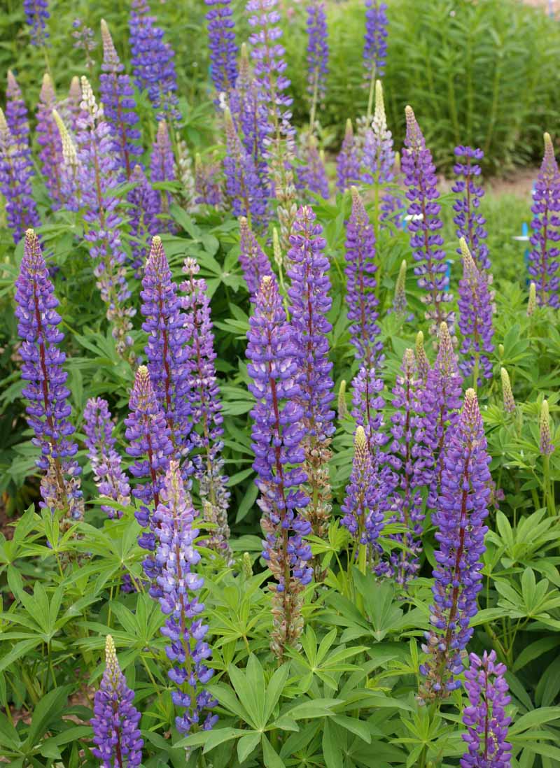 Perennial Lupine