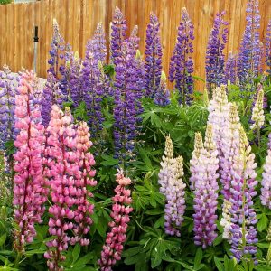 Russell Lupine