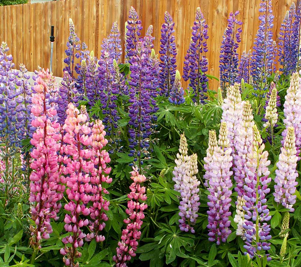 Russell Lupine