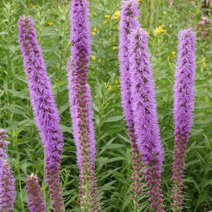 Thickspike Gayfeather